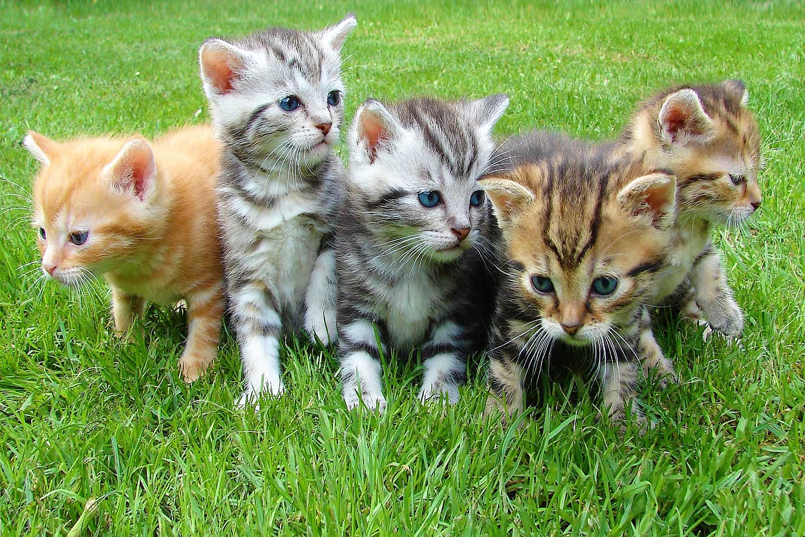 5 Kitten auf einer Wiese