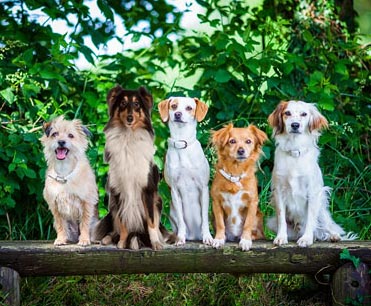 5 Hunde sitzen auf einer Bank