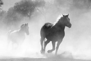 2 Wildpferde galopieren