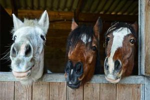 3 Pferde schauen aus einem Stall