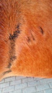 Sommerekzem Narbe bei einem Pferd