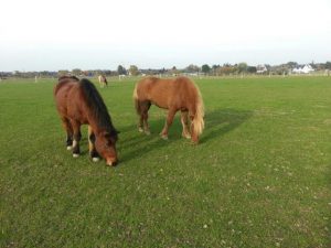Isländer mit Naturheilkunde vom Sommerekzem geheilt