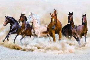 6 Pferde galopieren