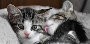 2 Kitten schmusen miteinander