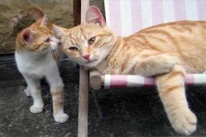 2 Katzen, eine Katze ist krank