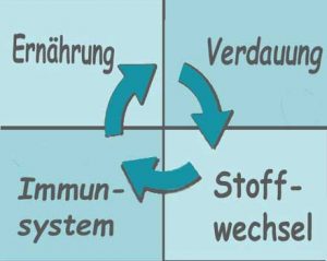 Darstellung vom Zusammenhang der Ernährung für den Organismus.