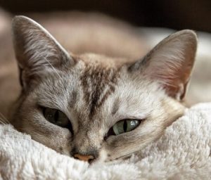 Katze mit einer FIP Infektion sieht geschwächt aus.