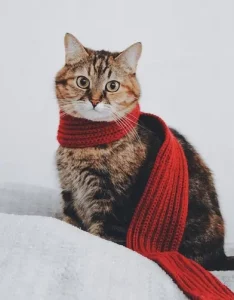 Ein Schal schützt die kranke Katze.