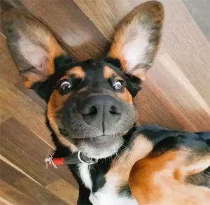 Hund mit sehr großen Ohren.